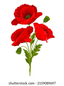 Gentle bouquet of wildflowers. Red poppy flowers, leaves and poppy seed pods. Vector illustration.