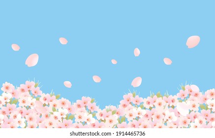 Gentle color background material where cherry blossoms dance 