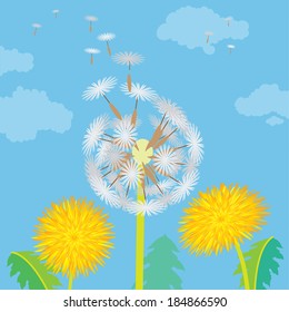 gentle flowers dandelions