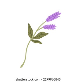 Gentle flowers of lavender. Stem, leaf and purple blooms of wild field floral plant. Pretty healing blossomed wildflower. Flat vector illustration isolated on white background