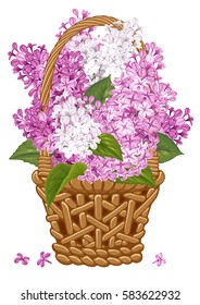 Gentle fragrant violet and white branches of lilac in thatch wicker basket.  Vector illustration. Isolated on white background.