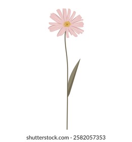 Gentle pink flower with golden center. Meadow botanical element. Gold colored delicate wild flower.