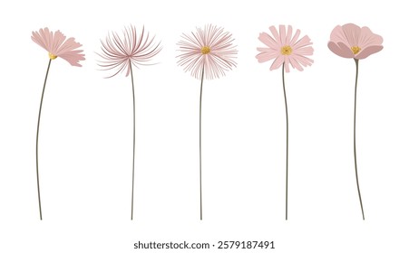 Gentle pink flowers with shining golden centers. Meadow botanical set for wedding, birthday. Delicate wild flowers.