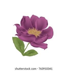 Gentle purple peony
