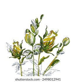 Gentle summer pattern of yellow-green flowers. Beautiful botanical illustration. Drawing of flowers by hand