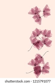 Gentle tropical flowers. Transparent petals on a pink background. Floral pattern in pastel colors.