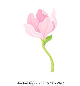 Gently Pink Magnolia Bloomed Flower Vector Item