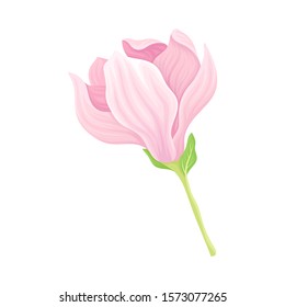 Gently Pink Magnolia Bloomed Flower Vector Item