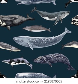 Gently seamless pattern with different whales.