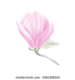 Gently watercolor pink flower magnolia