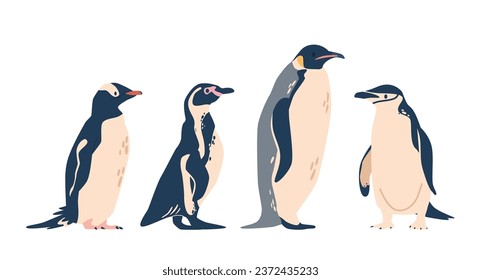 Gentoo, African, Chinstrap And Emperor Penguins. Flightless Birds, Known For Their Distinctive Black And White Plumage