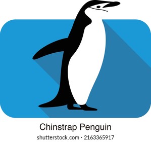 gentoo chinstrap penguin standing on the ground