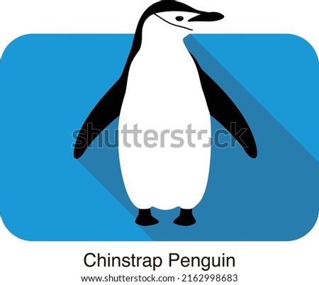 gentoo chinstrap penguin standing on the ground