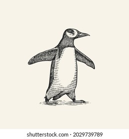 Gentoo penguin. Adelie Chinstrap bird. Vector graphics black and white drawing. Hand drawn sketch. Cute animal.