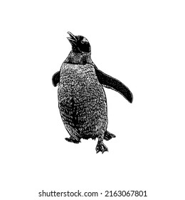 Gentoo Penguin hand drawing vector illustration isolated on white background