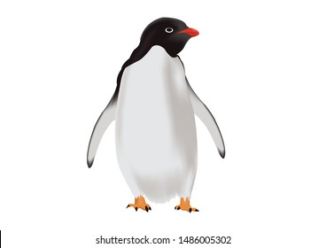 Gentoo Penguin Isolated On White Background