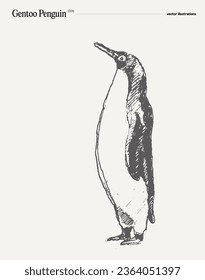 Gentoo Penguin realistic hand drawn vector illustration, sketch