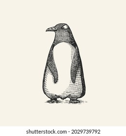 Gentoo penguin. Vector graphics black and white drawing. Hand drawn sketch. Aquatic flightless bird. Cute animal.