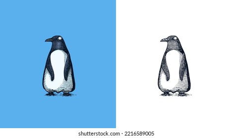 Gentoo penguin. Vector graphics black and white drawing. Hand drawn sketch. Aquatic flightless bird. Cute animal.