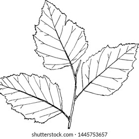 Genus Betula, L. (Birch) vintage illustration. 