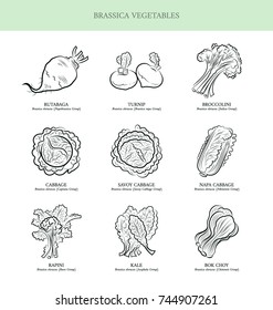 Genus Brassica vegetables set. Rutabaga, Turnip, Broccolini, Cabbage, Savoy Cabbage, Napa Cabbage, Rapini, Kale, Bok Choy. Outline collection vector illustration.