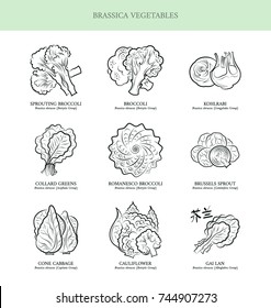 Genus Brassica vegetables set. Sprouting broccoli, Broccoli, Kohlrabi, Collard Greens, Romanesco Broccoli, Brussels Sprout, Cone Cabbage, Cauliflower, Gai Lan. Outline collection vector illustration.