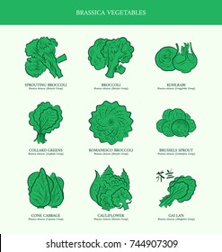 Genus Brassica vegetables set. Sprouting broccoli, Broccoli, Kohlrabi, Collard Greens, Romanesco Broccoli, Brussels Sprout, Cone Cabbage, Cauliflower, Gai Lan. Outline collection vector illustration.