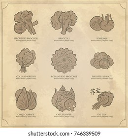 Genus Brassica vegetables set. Sprouting broccoli, Broccoli, Kohlrabi, Collard Greens, Romanesco Broccoli, Brussels Sprout, Cone Cabbage, Cauliflower, Gai Lan. Outline collection vector illustration.
