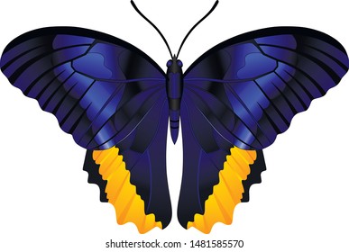 Genus Caligo butterfly vector image for web design and print