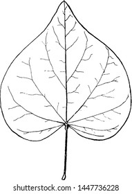 Genus Cercis, L. (Red Bud) vintage illustration. 