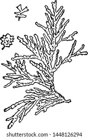 Genus Chamaecyparis, Spach. (White Cedar) vintage illustration. 