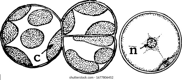 Los genes de algas verdes tienen paredes celulares que las protegen de la pérdida excesiva de agua. Aquí se muestra un Pleurococcus, con cloroplast en c, dibujo vintage o ilustración grabadora.