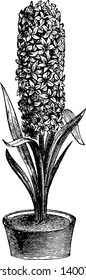 The genus Hyacinthus is considered native to the eastern Mediterranean. The color of the blue flower hyacinth plant varies between mid-blue to violet blue and bluish purple, vintage line drawing