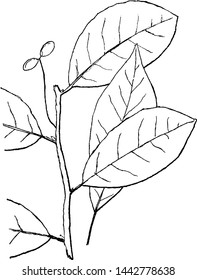 Genus Nyssa, L. (Sour Gum) vintage illustration. 