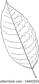 Genus oxydendrum, D. C. (Sorrel Tree) vintage illustration. 