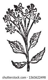 A genus of plant, of which several species are extensively cultivated, some for their lemon-scented, fragrant foliage, and others for the great beauty of their flowers, vintage line drawing