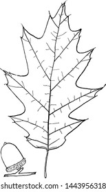 Genus Quercus, L. (Oak) vintage illustration. 