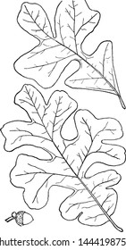 Genus Quercus, L. (Oak) vintage illustration. 