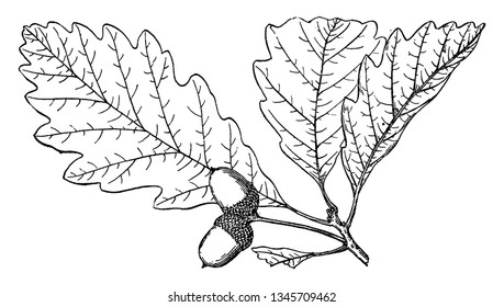 The genus Quercus is native to the Northern Hemisphere, and includes deciduous and evergreen species extending from cool temperate to tropical latitudes in the Americas, Asia, Europe, and North Africa