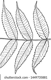 Genus Rhus, L. (Sumach) vintage illustration. 