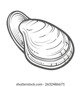 Ilustração de molusco de Geoduck, Panopea Generosa