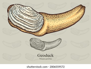 Geoduck. Vector illustration with refined details and optimized stroke that allows the image to be used in small sizes (in packaging design, decoration, educational graphics, etc.)