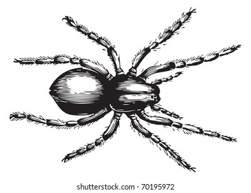 Geolycosa fatifera (the more recent name for lycosa fatifera) is an arachnid in the family Lycosidae, or wolf spiders. Vector illustration of an old engraving from Trousset 1886 - 1891 encyclopedia