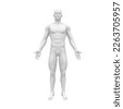 human anatomy 3d