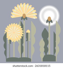 Geometric yellow and white dandelion flowers isolated on editable background.
