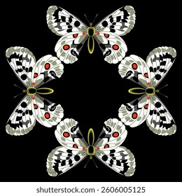 Geometrical animal design or frame with four Apollo butterflies. Parnassius apollo butterfly. On black background.