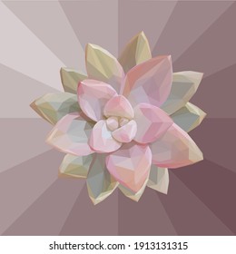 Geometrical illustration of a pink green succulent