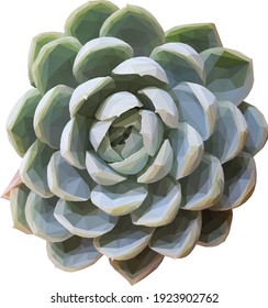 Geometrical illustration of a teal succulent isolated