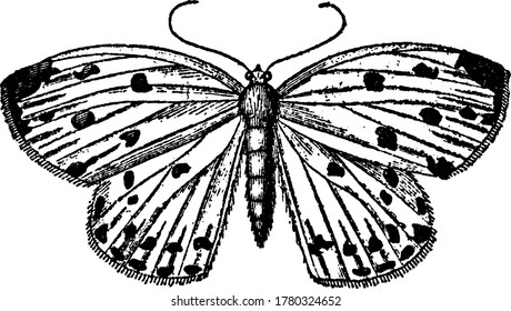 Geometrina with bright circular spots and radial veins running through their forewings and hindwings, in the larval condition have only four prolegs, vintage line drawing or engraving illustration.