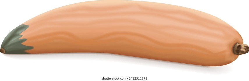 Georgia candy roaster squash. Winter squash. Cucurbita maxima. Fruits and vegetables. Isolated vector illustration.